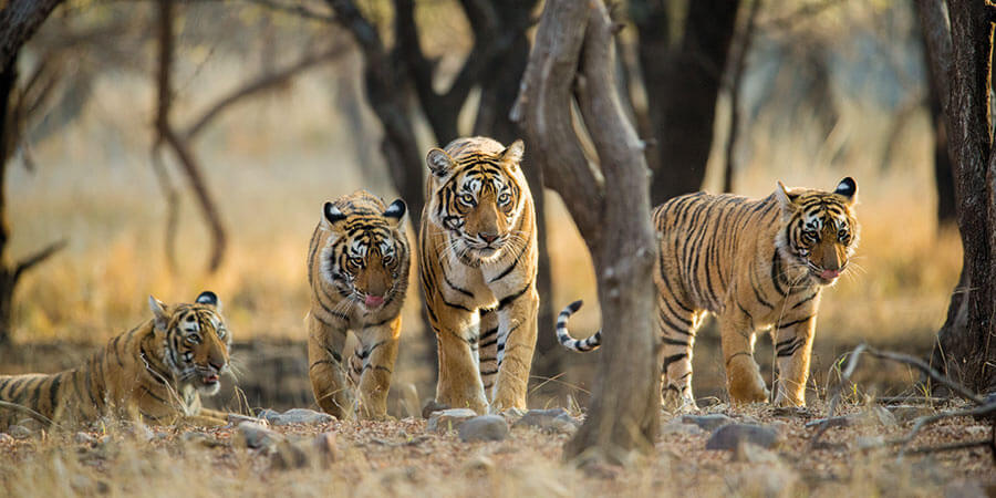 Experiencing majestic wildlife on safari
