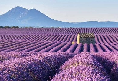 Provence   Provence