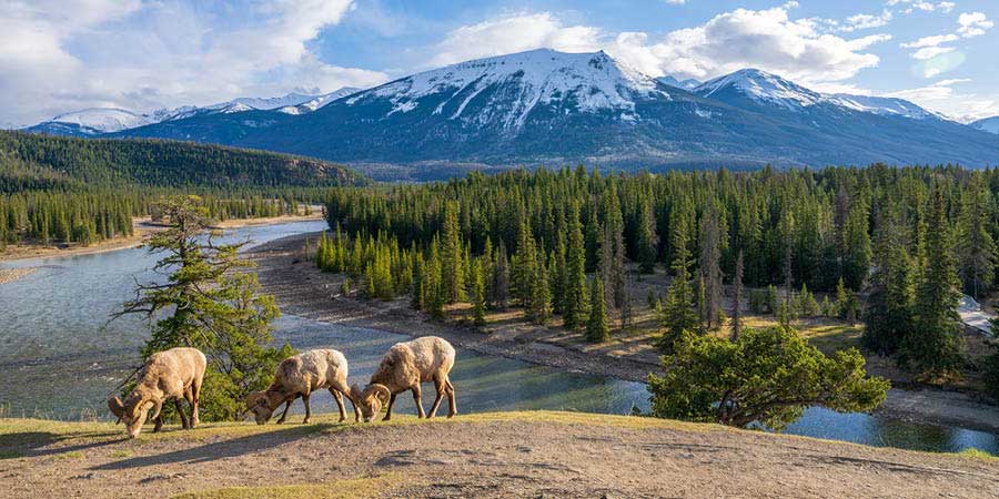 Exploring Jasper National Park